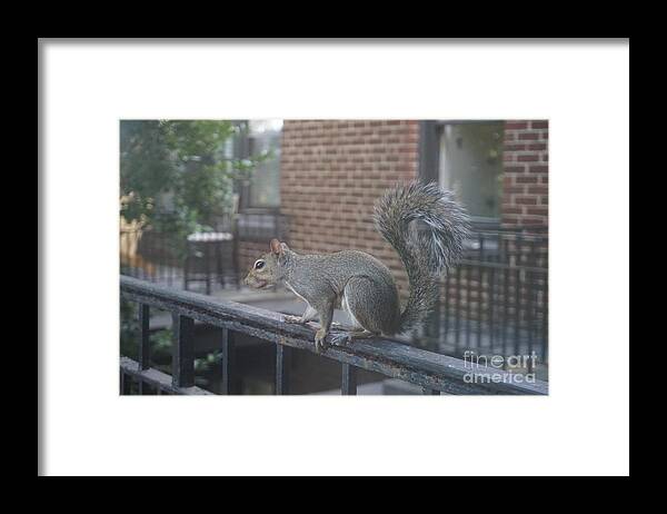 Squirrel Framed Print featuring the photograph Curious Gray Squirrel by Kathryn Jinae