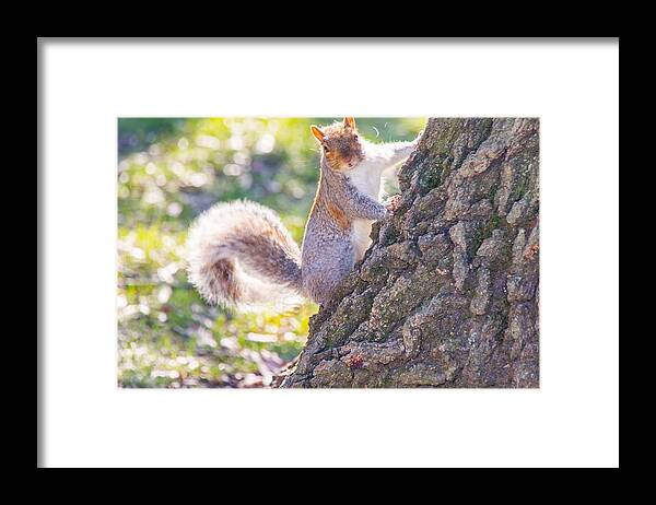 Animal Framed Print featuring the photograph Curious Squirrel by SR Green