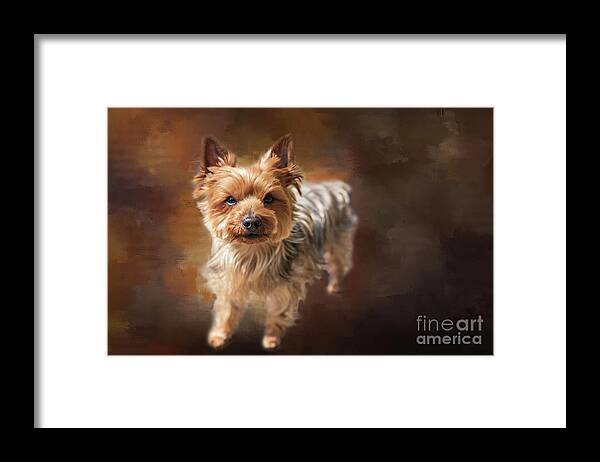 Yorkie Framed Print featuring the photograph Curious Yorkie by Eva Lechner