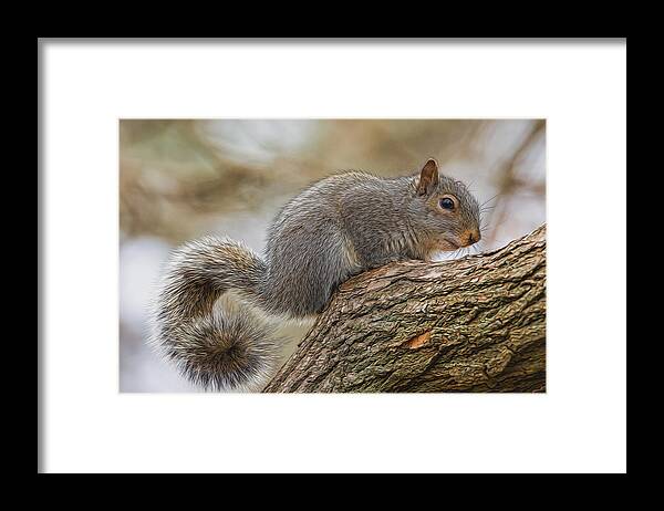 Squirrel Framed Print featuring the photograph Curly by Cathy Kovarik