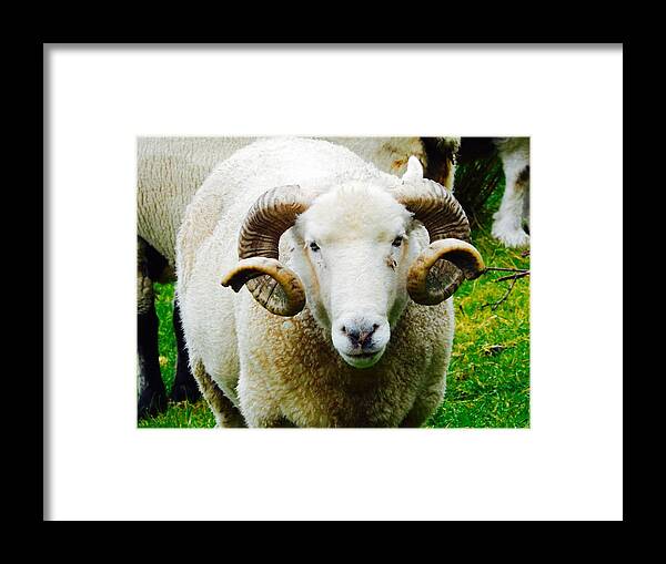 Curly Horned Sheep Framed Print featuring the photograph Curly Horned Sheep by Sue Morris