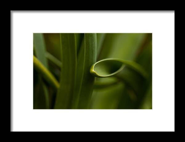 Curves Of Nature Framed Print featuring the photograph Curves Of Nature by Karol Livote