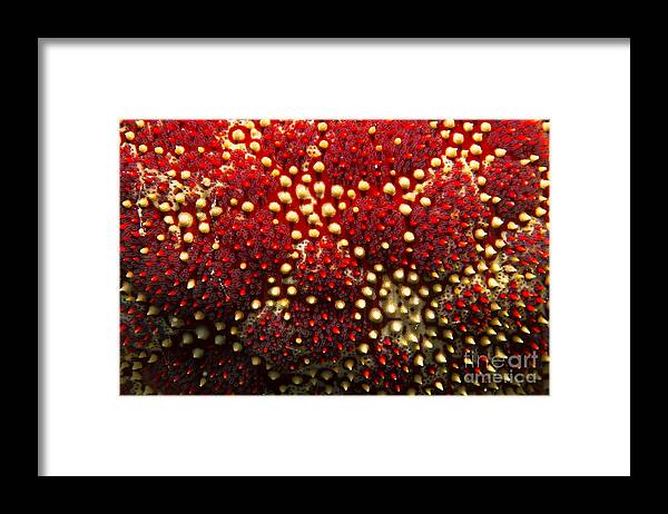 Cushion Sea Star Framed Print featuring the photograph Cushion Star Detail by Aaron Whittemore