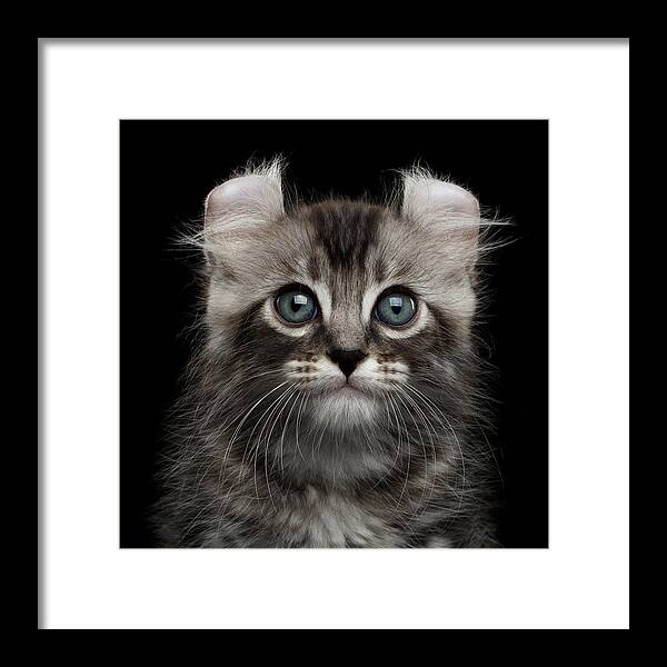Curl Framed Print featuring the photograph Cute American Curl Kitten with Twisted Ears Isolated Black Background by Sergey Taran