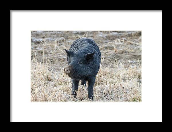 Pig Framed Print featuring the photograph Cute Black Pig by James BO Insogna