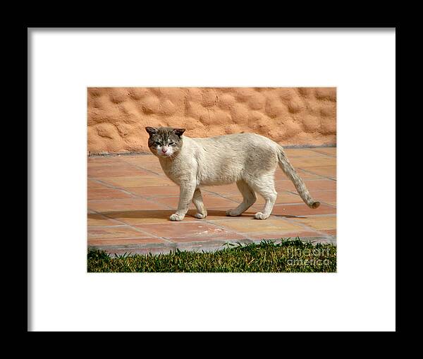 Sweet Kitty. Puerto Penasco Framed Print featuring the photograph Cute Mexican kitty by Phyllis Kaltenbach