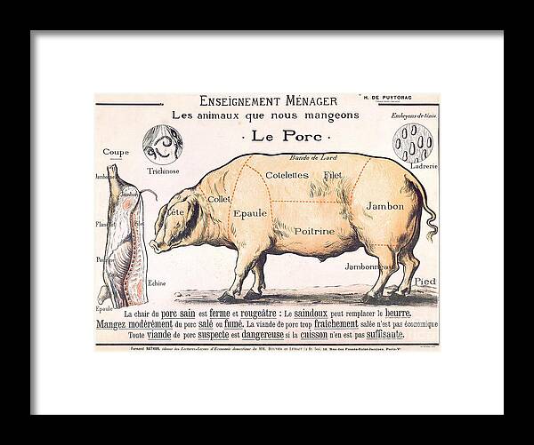 Eating;farm Animals; Cross Section; Loin; Rump; Flank; Butcher; Joint; Pig; Pigs; Shoulder; Ham; Belly; Shoulder; Diagram; Slaughter; Farming; Food Preparation; Domestic Science; Nutrition;teaching;education;home Economics; Farming; Breed;butchering Framed Print featuring the drawing Cuts of Pork by French School