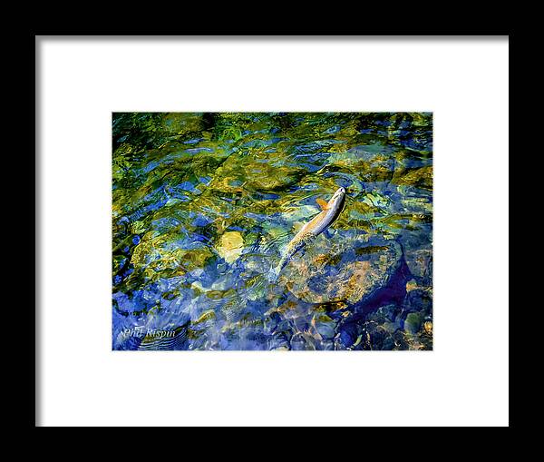 2018-08-02 Framed Print featuring the photograph Cutthroat 2 by Phil And Karen Rispin