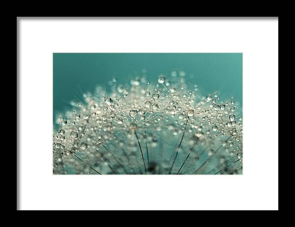 Dandelion Framed Print featuring the photograph Cyan Sparkles by Sharon Johnstone