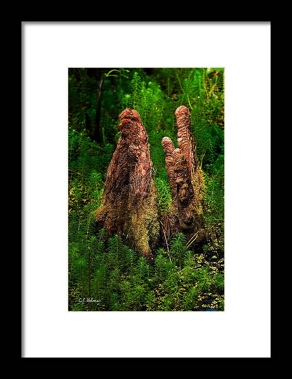 Christopher Holmes Photography Framed Print featuring the photograph Cypress Knees by Christopher Holmes