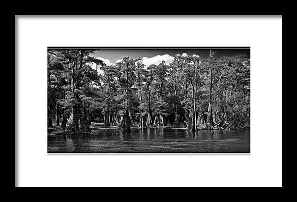 Cypress Framed Print featuring the photograph Cypress on the Suwannee by Farol Tomson