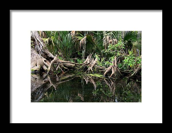 Cypress Tree Framed Print featuring the photograph Cypress Swamp by Barbara Bowen