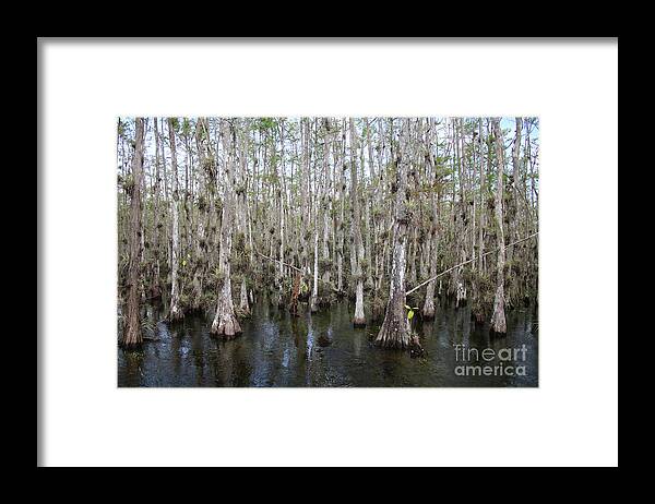Cypress Swamps Framed Print featuring the photograph Cypress Swamp with Epiphytes by Carol Groenen