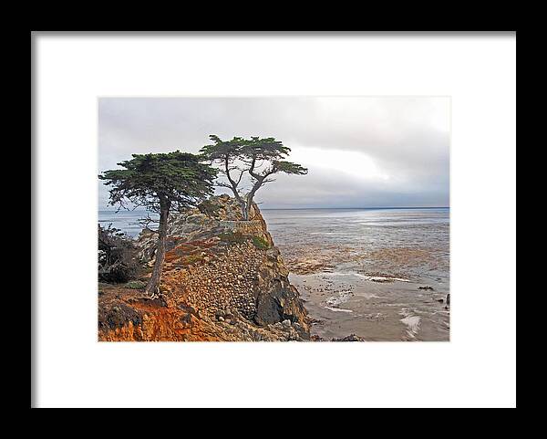 Cypress Framed Print featuring the photograph Cypress Tree At Pebble Beach by Gary Beeler