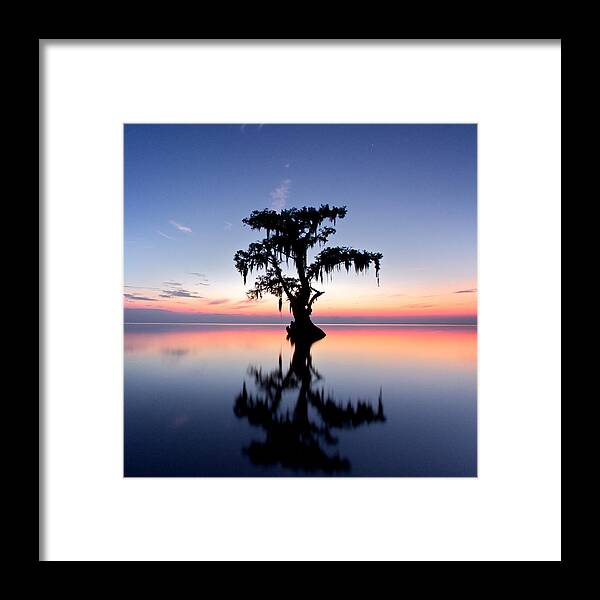 Bald Framed Print featuring the photograph Cypress Tree by Evgeny Vasenev