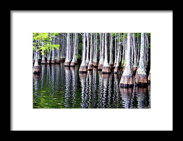 Cypress Trees Framed Print featuring the photograph Cypress Tree Reflection by Tara Potts