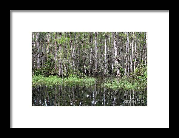 Cypress Swamps Framed Print featuring the photograph Cypress Trees Reflection by Carol Groenen