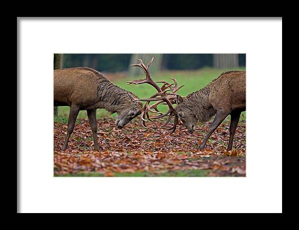Deer Framed Print featuring the photograph D U E L L by Thomas Herzog