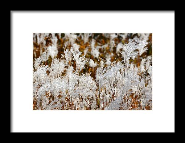 Grass Sunlit Sun Lit Backlit Back Plant Framed Print featuring the photograph D62 1530 by Ken DePue