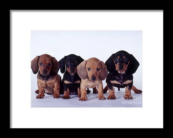Dachshund Framed Print featuring the photograph Dachshund Puppies by Carolyn McKeone and Photo Researchers