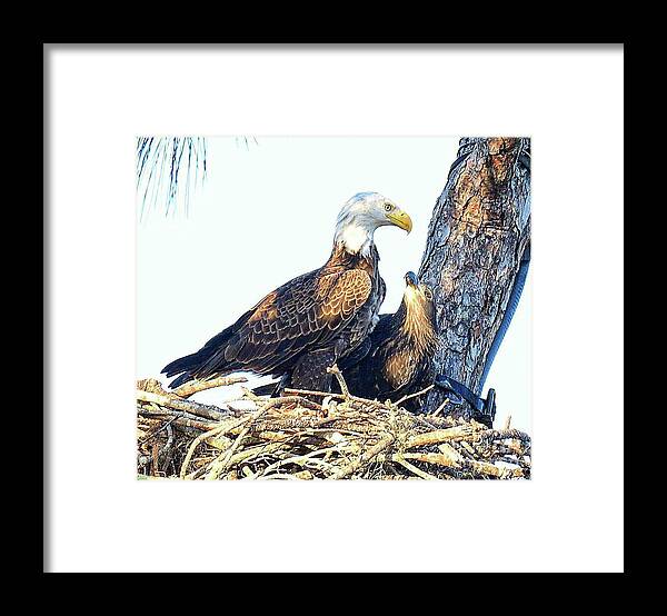 Bald Eagle Framed Print featuring the photograph Dad's Love E9 by Liz Grindstaff