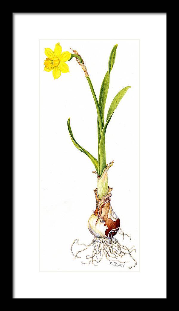 Daffodil Framed Print featuring the painting Daffodil and Bulb by Karla Beatty