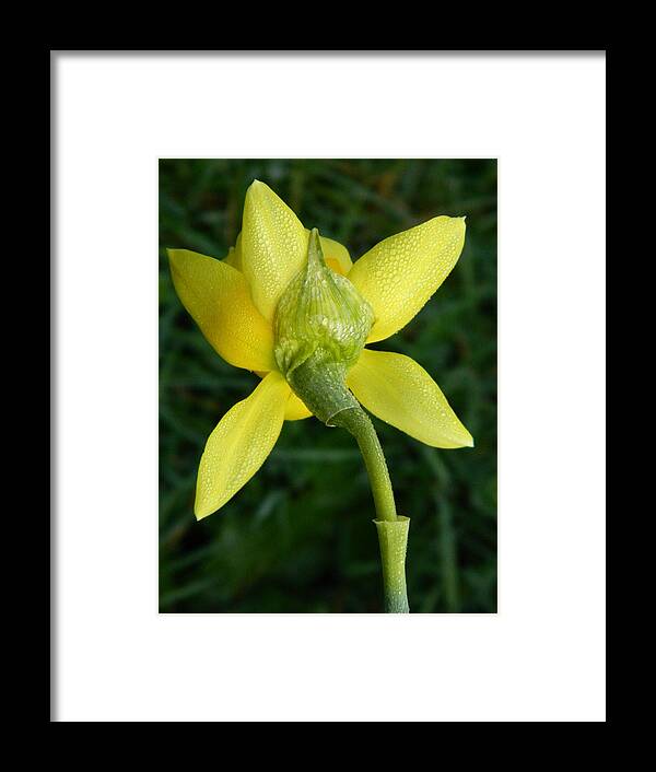 Flower Framed Print featuring the photograph Daffodil Back by Gallery Of Hope 