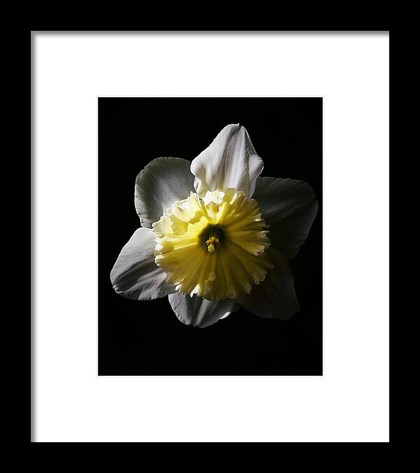 Daffodil Framed Print featuring the photograph Daffodil By Sunlight by Brad Hodges