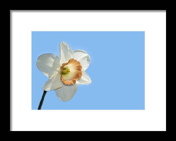 Blue Sky Framed Print featuring the photograph Daffodil by Cathy Kovarik