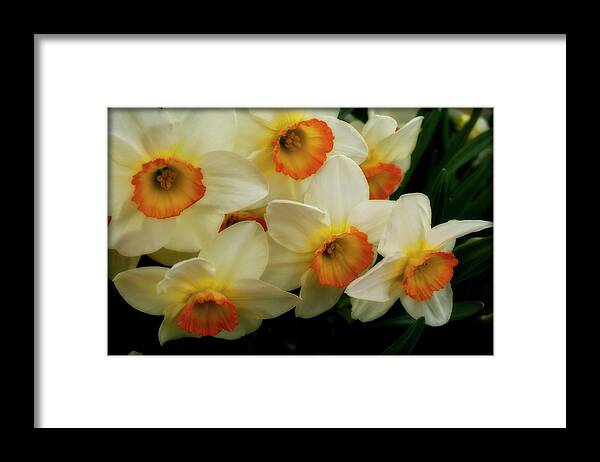 Daffodil Framed Print featuring the photograph Daffodil Ensemble 2 by ShaddowCat Arts - Sherry
