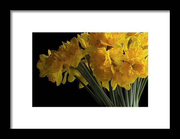 Flowers Framed Print featuring the photograph Daffodil by Mike Eingle