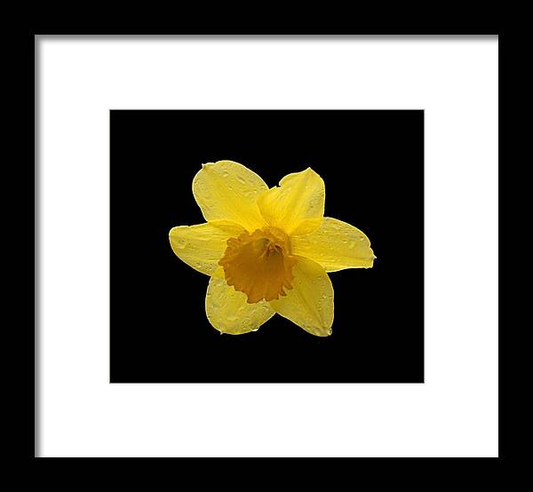 Spring Framed Print featuring the photograph Daffodil by Newwwman