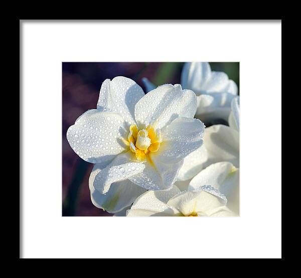 Daffodil Framed Print featuring the photograph Daffodil Up Close by Beth Collins