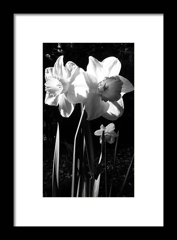 Daffodils Framed Print featuring the photograph Daffodils In Sunlight by Lori Seaman