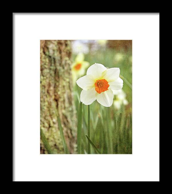 Daffodil Framed Print featuring the photograph Daffodils, No.1 by Brooke T Ryan