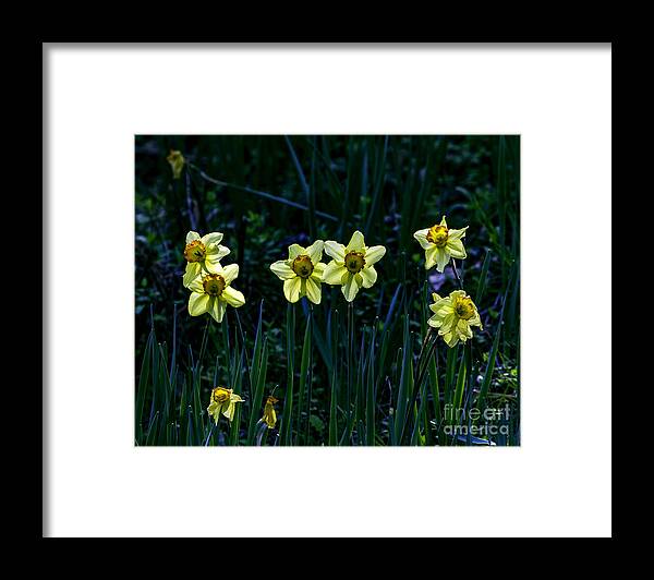 Parks Framed Print featuring the photograph Daffodils one by Ken Frischkorn