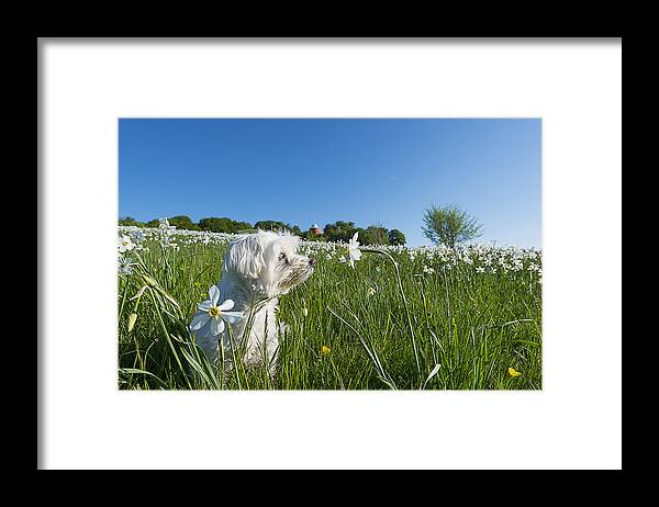Narcisi Framed Print featuring the photograph Daffodils White Blossoming With Little White Lilly 1 by Enrico Pelos