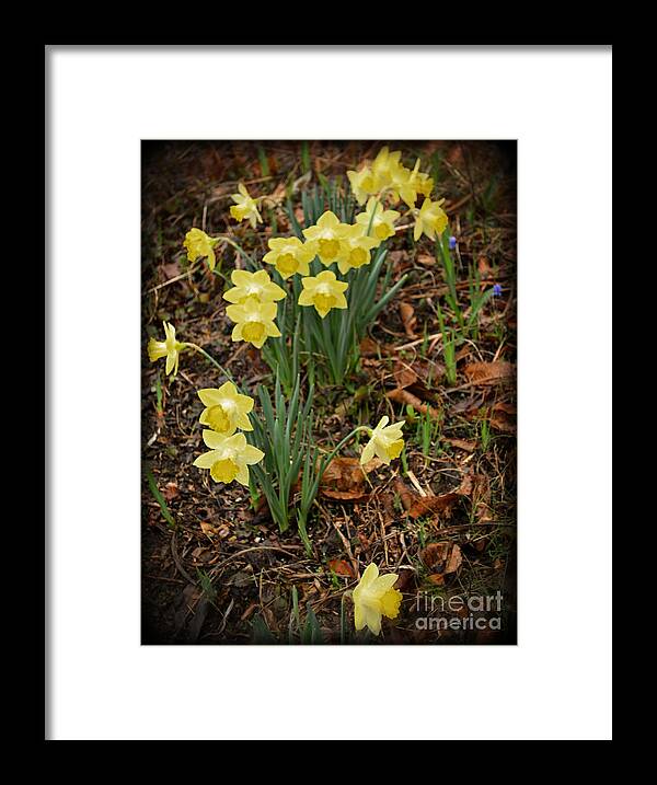 Botanical Framed Print featuring the photograph Daffodils with a Purple Flower by Eva Thomas