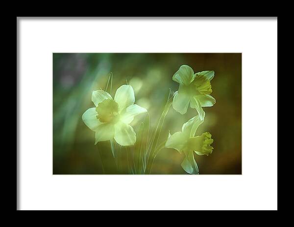 Daffodils Framed Print featuring the photograph Daffodils1 by Loni Collins