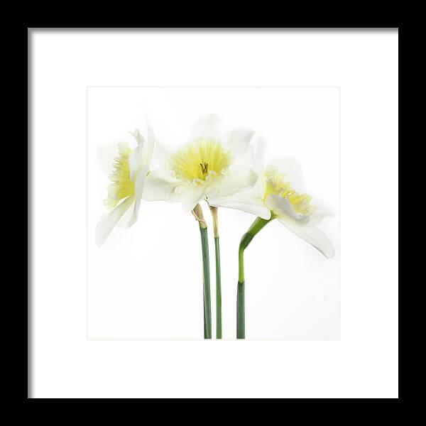 Daffodils Framed Print featuring the photograph Dafs by Rebecca Cozart