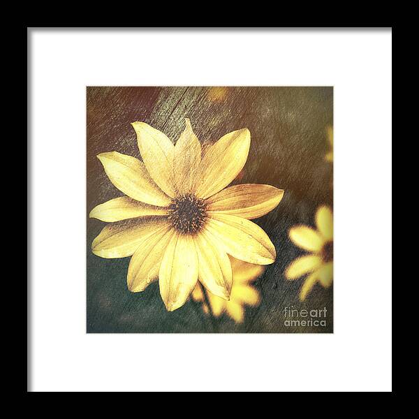 Floral Framed Print featuring the photograph Dahlia by Barry Weiss