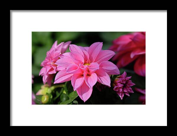 Flower Framed Print featuring the photograph Dahlia beauty by Ronda Ryan