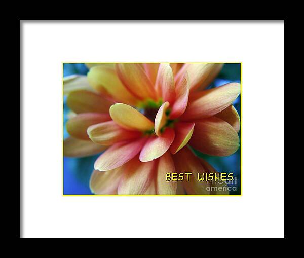 Miniature Dahlia Framed Print featuring the photograph Dahlia Greetings by Joan-Violet Stretch