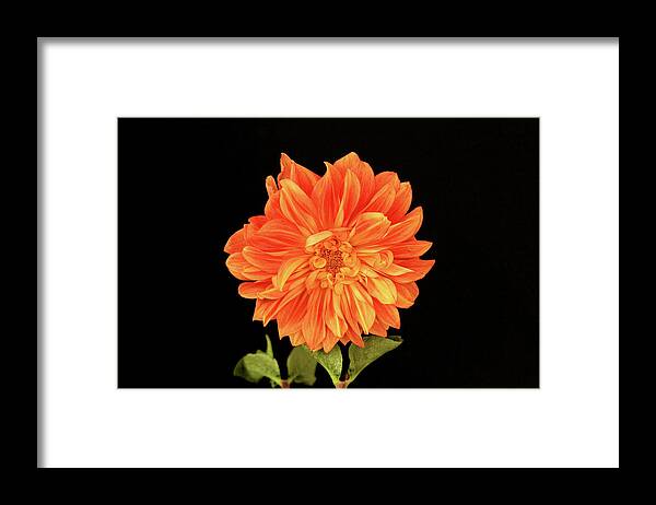 Dahlia Framed Print featuring the photograph Dahlia in Orange by Cheryl Day