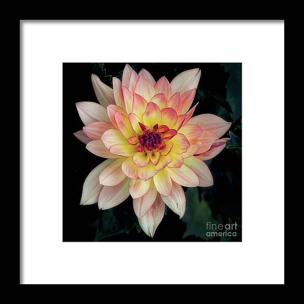 Flower Framed Print featuring the photograph Dahlia 'Keith H.' Redux by Ann Jacobson