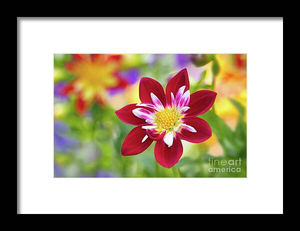 Dahlia Framed Print featuring the photograph Dahlia by Mimi Ditchie
