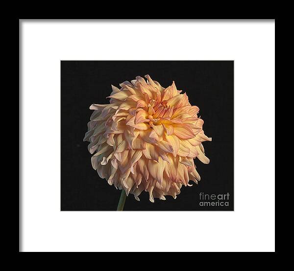 Flower Framed Print featuring the photograph Dahlia 'Newaukum Honey' by Ann Jacobson