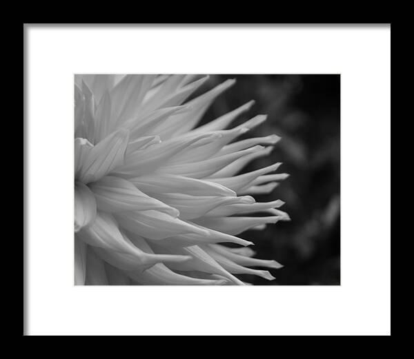 Florals Framed Print featuring the photograph Dahlia Petals In Black And White by Arlene Carmel
