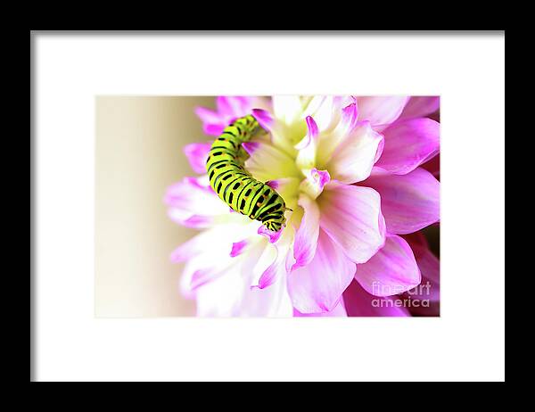 Dahlia Framed Print featuring the photograph Dahlia with Caterpillar by Amanda Mohler