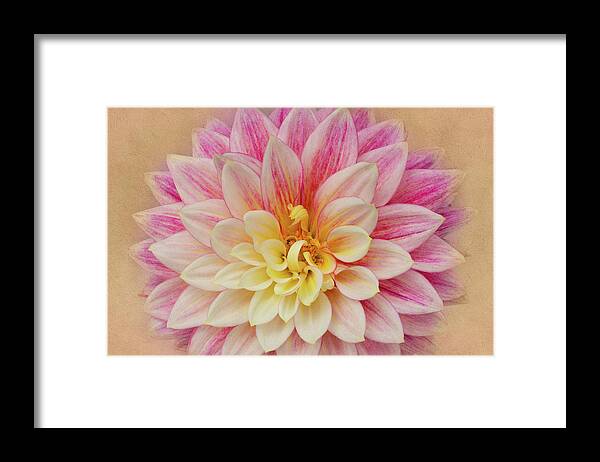 Dahlia Framed Print featuring the photograph Dahlia With Golden Background by Mary Jo Allen